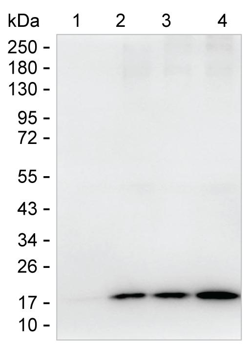 Histone H3K9ac